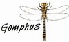 LE GROUPE GOMPHUS