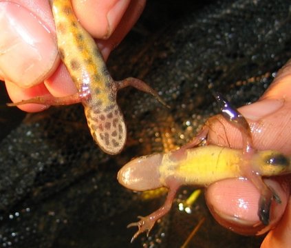 Triturus vulgaris Triturus vulgaris
