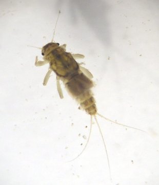Caenis sp Caenis sp