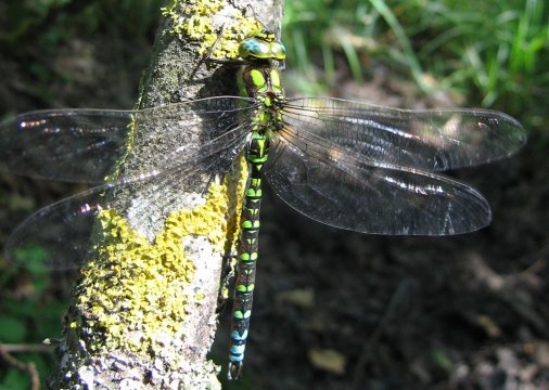Aeshna cyanea