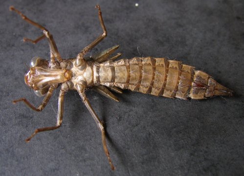 Aeshna cyanea