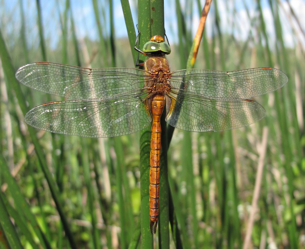 Aeshna isoceles