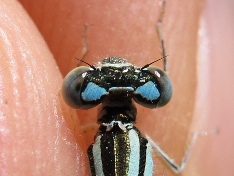Coenagrion caerulescens