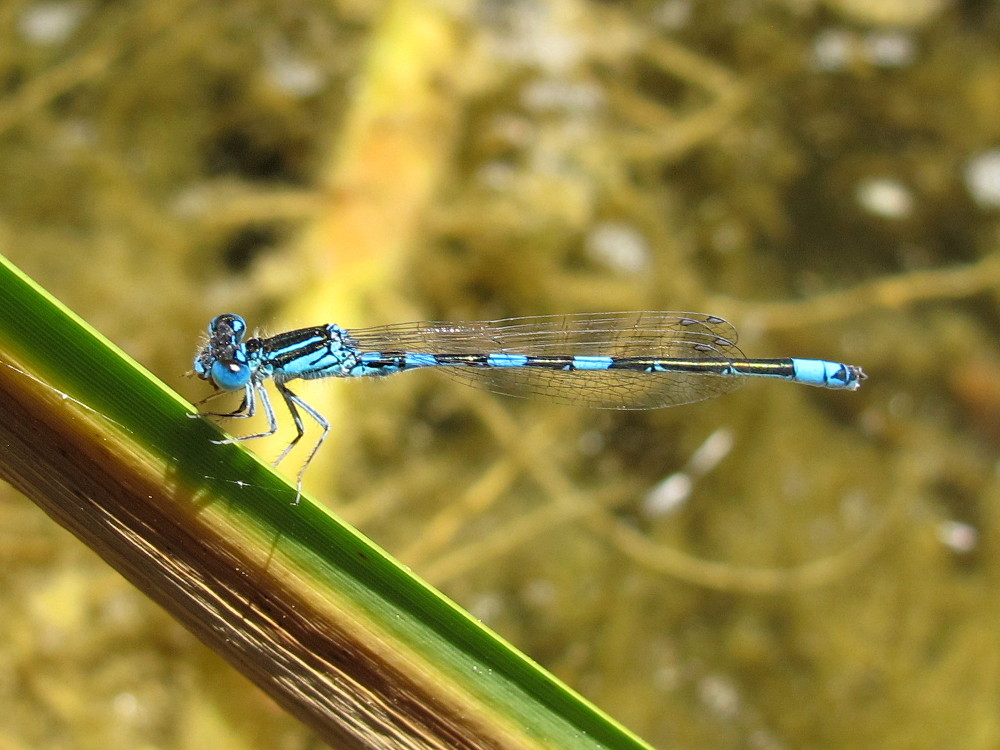 Coenagrion caerulescens