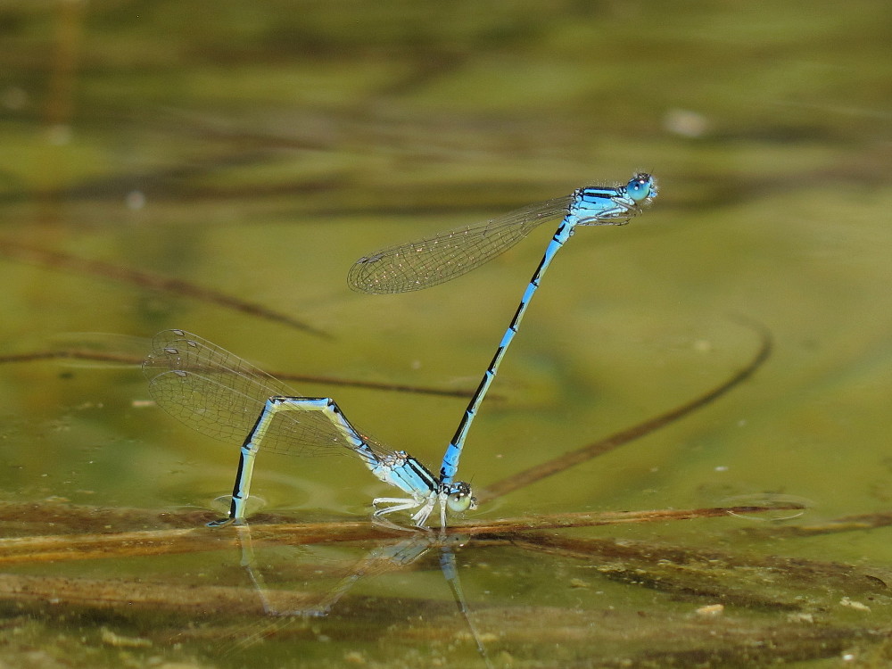 Coenagrion caerulescens