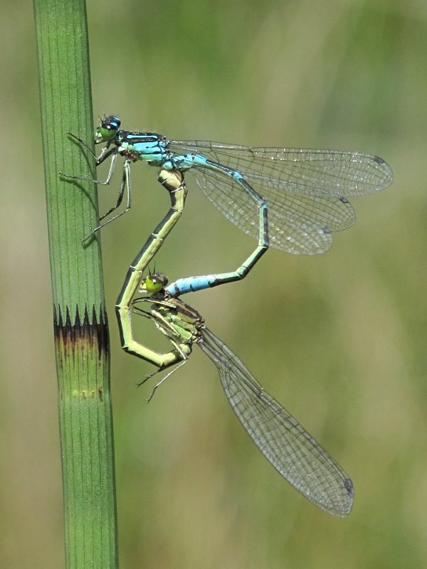 Coenagrion lunulatum