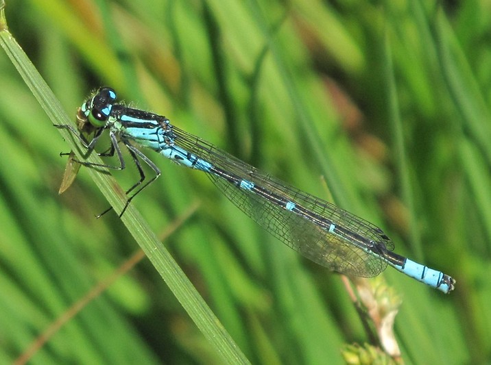 Coenagrion lunulatum