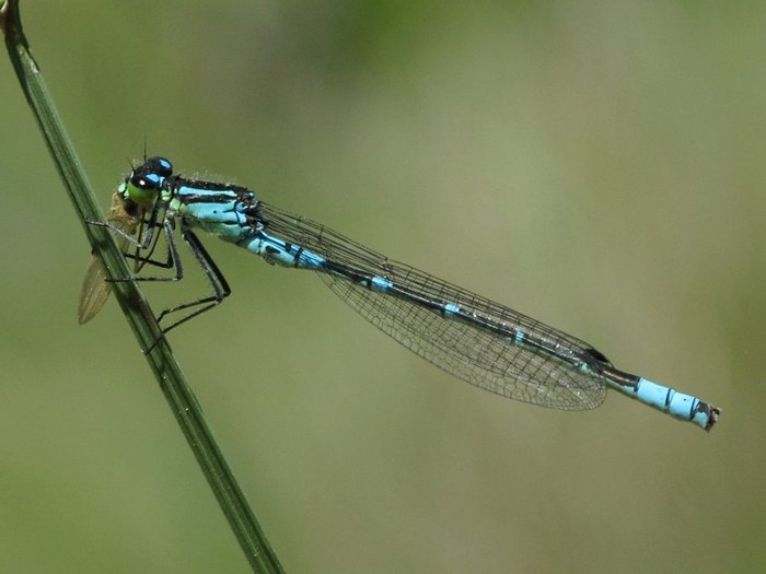 Coenagrion lunulatum