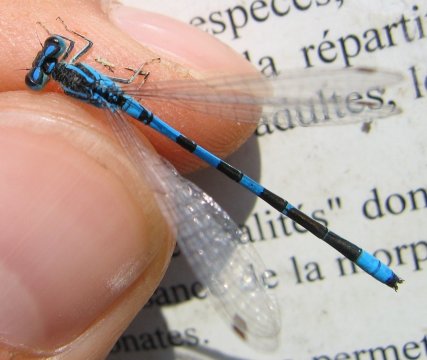 Coenagrion scitulum