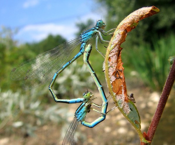 Coenagrion scitulum