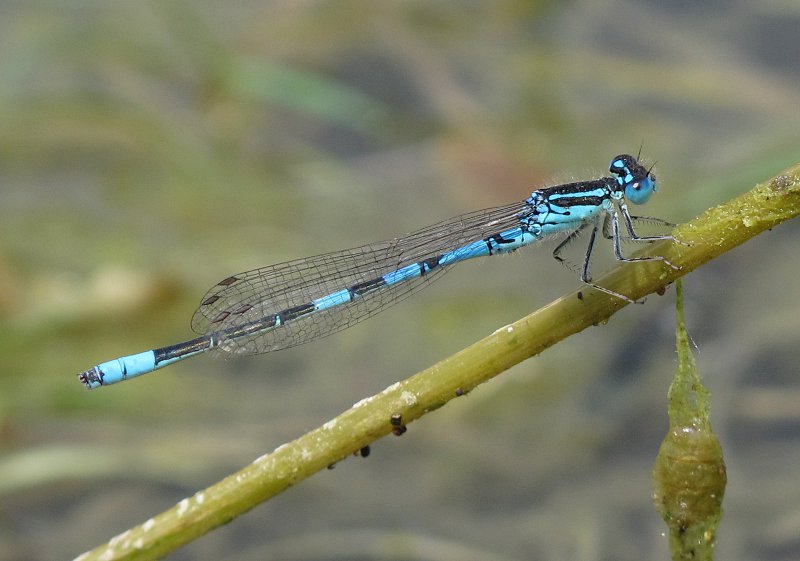 Coenagrion scitulum