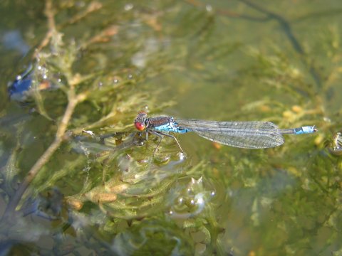 Erythromma viridulum