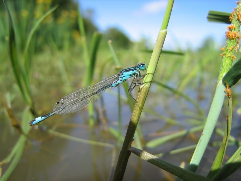 Ischnura elegans