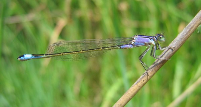 Ischnura elegans