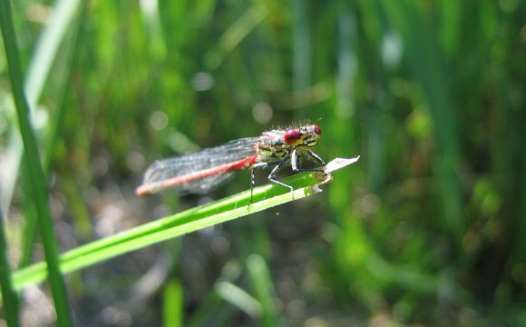 Pyrrhosoma nymphula