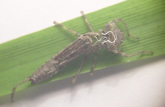 Pyrrhosoma nymphula
