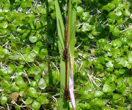 Pyrrhosoma nymphula Pyrrhosoma nymphula
