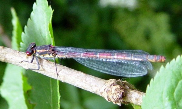Pyrrhosoma nymphula