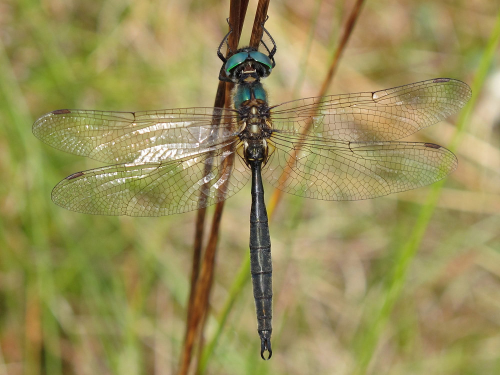 Somatochlora arctica