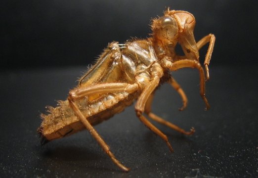 Somatochlora arctica