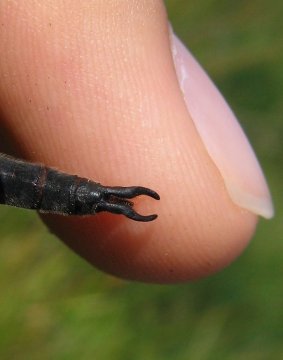 Somatochlora arctica