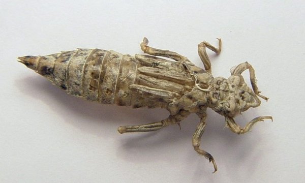 Gomphus pulchellus