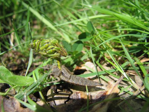 Gomphus pulchellus