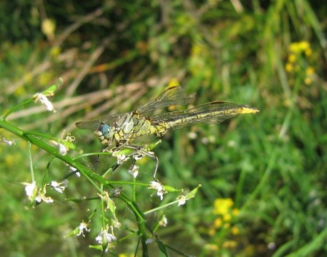 Gomphus pulchellus