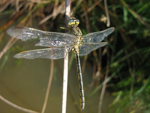 Gomphus pulchellus