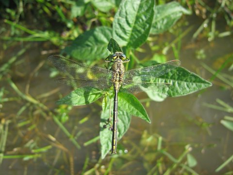 Gomphus pulchellus