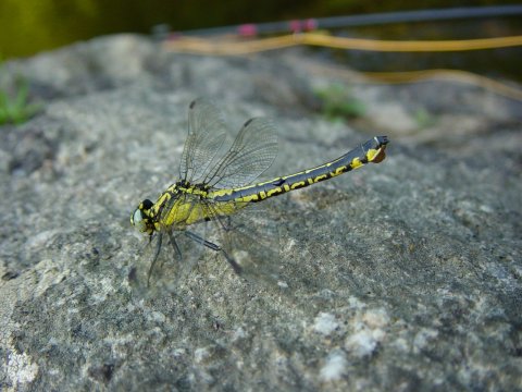 Gomphus vulgatissimus