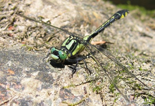Gomphus vulgatissimus