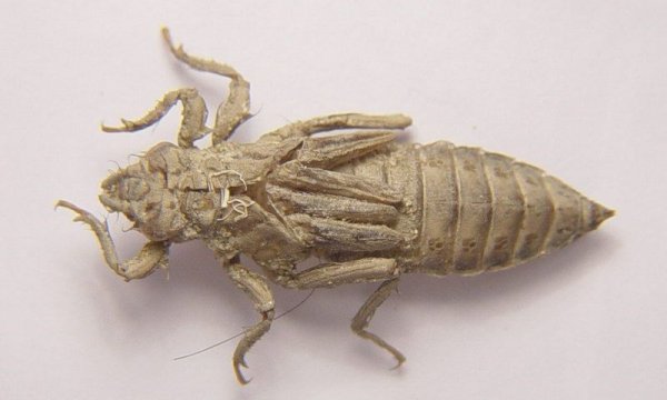 Gomphus vulgatissimus