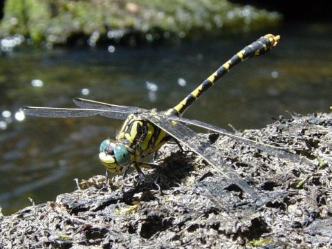 Onychogomphus uncatus