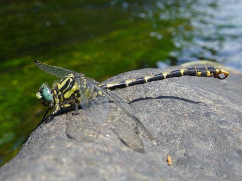 Onychogomphus uncatus
