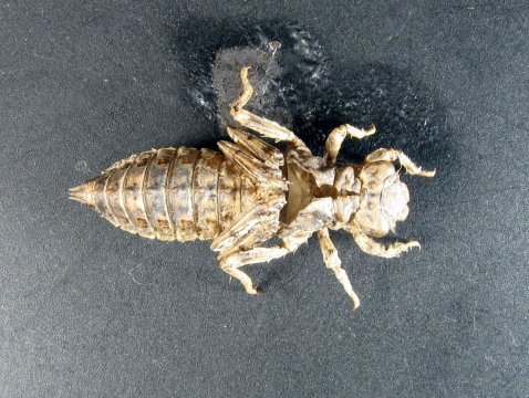 Onychogomphus uncatus