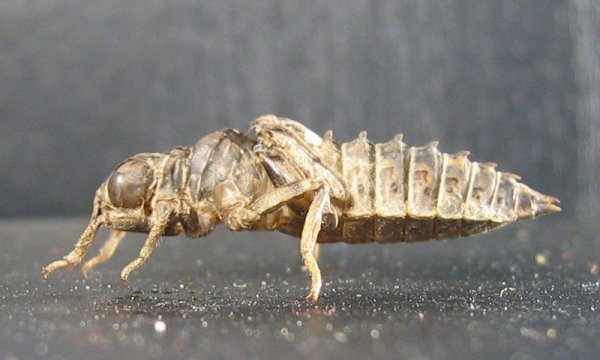 Onychogomphus uncatus