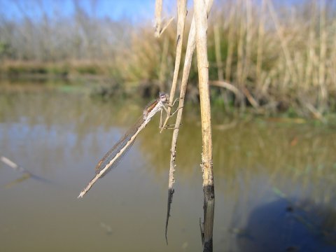 Sympecma fusca