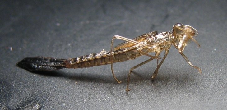 Sympecma fusca