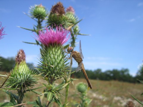 Crocothemis erythraea