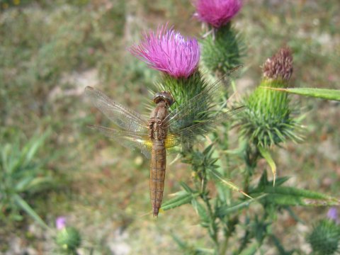 Crocothemis erythraea