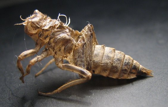 Orthetrum cancellatum