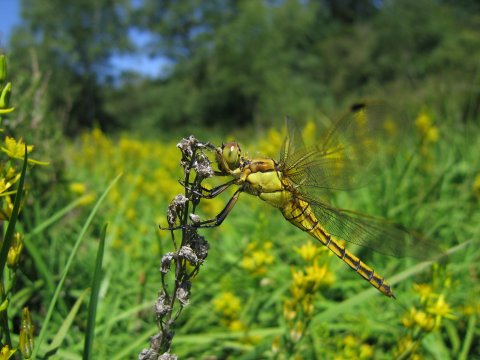 Orthetrum cancellatum