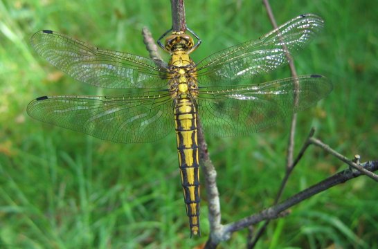 Orthetrum cancellatum