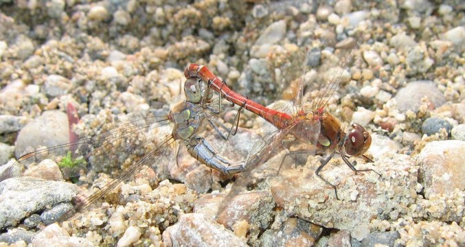 Sympetrum striolatum