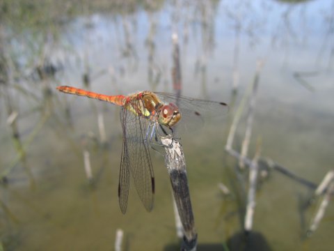 Sympetrum striolatum
