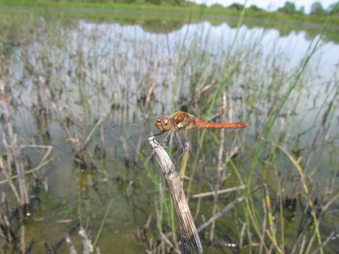 Sympetrum striolatum