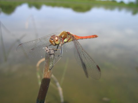 Sympetrum striolatum