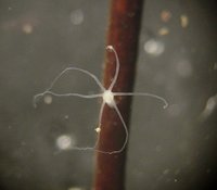 Hydridae