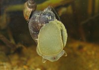 Lymnaeidae